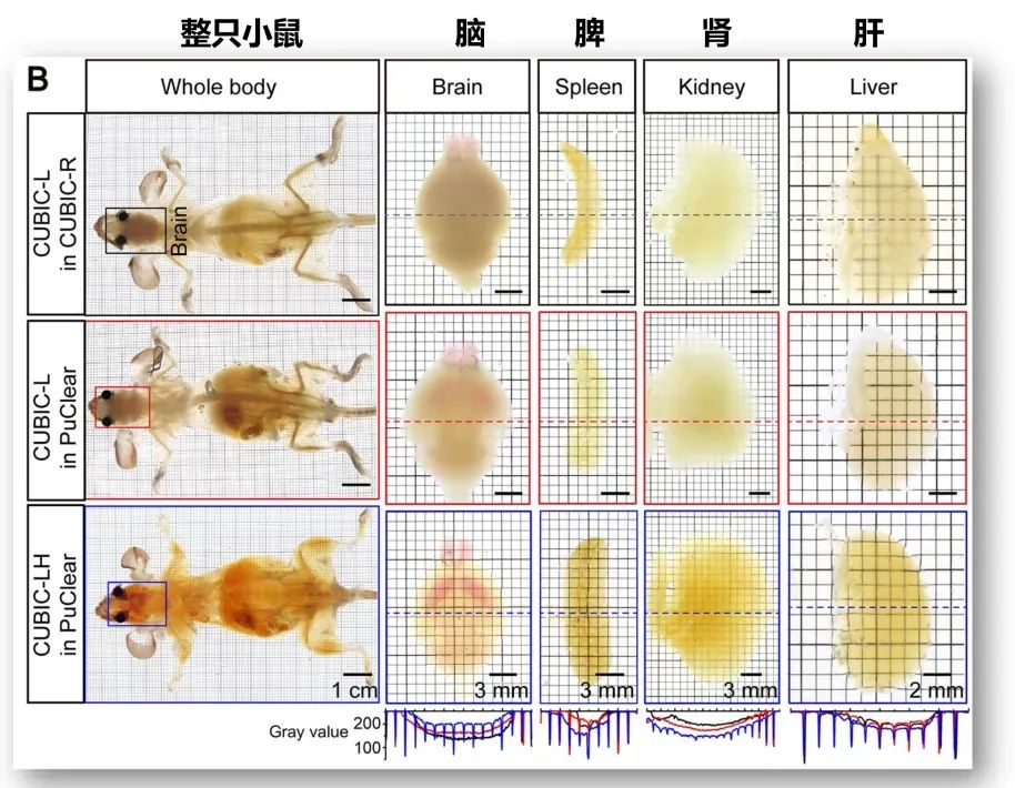 截面可视化图谱